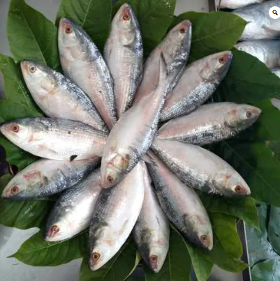 Fresh Hilsa Fish